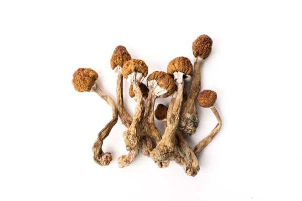 Köp Psilocybin