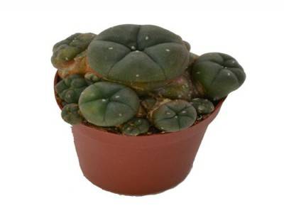 store_01JCBBZHTJW304D5JZ8Y01YCB7_assets_1731544405106-5d32aa79a5b29PEYOTE1 Köpa Peyote Cactus