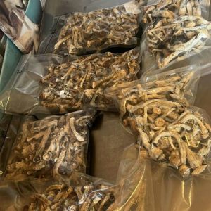 Torkade gyllene lärare magiska svampar