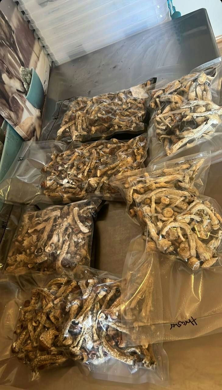 store_01JCBBZHTJW304D5JZ8Y01YCB7_assets_1731767526425-WhatsAppImage2024-09-30at14.19.18_38b23e27 Torkade gyllene lärare magiska svampar